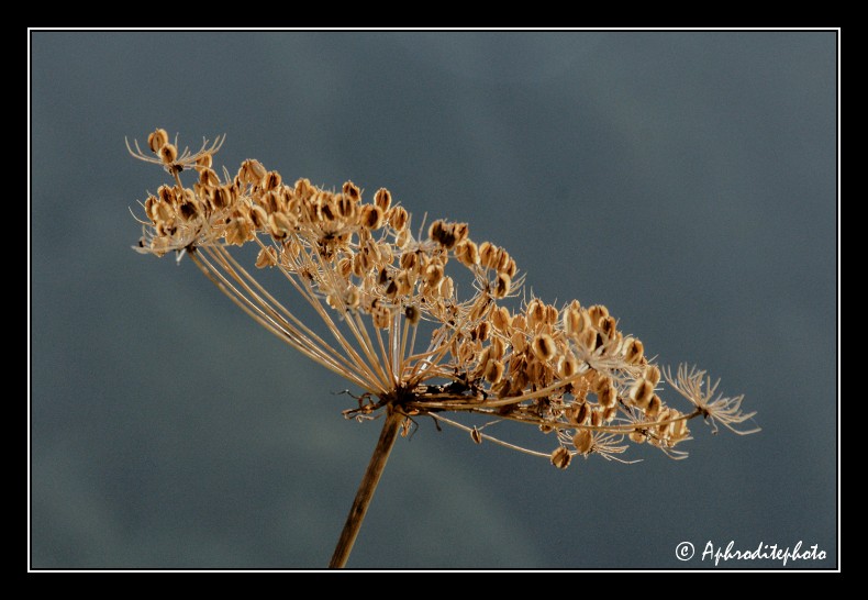 013 Fleurs